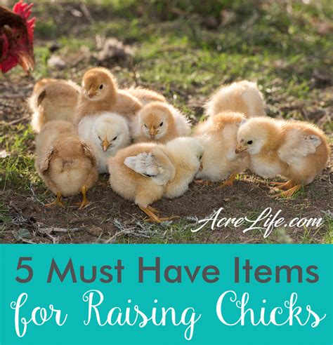 Must Have Items For Raising Baby Chicks Acre Life Raising Chickens Baby Chicks Raising