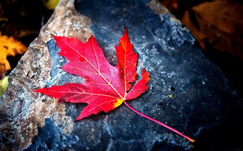 If you're looking for the best leaf wallpaper then wallpapertag is the place to be. Red leaf wallpaper | Wallpaper Wide HD