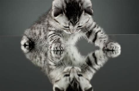Cat Kitten Reflection Mirror Background Wallpaper