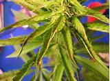 Spots On Marijuana Leaves