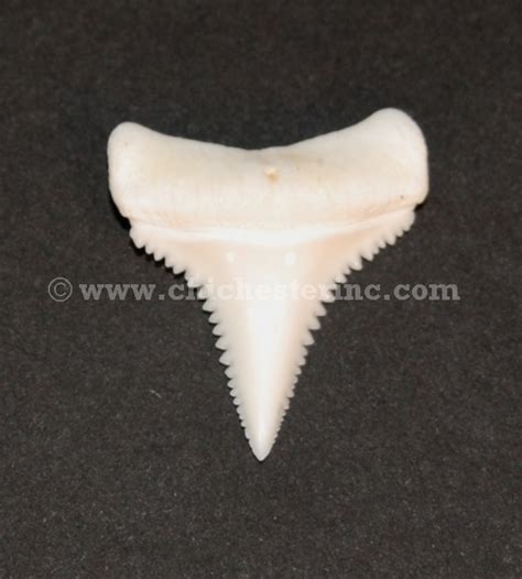 Great White Shark Teeth Great White Shark Tooth Sharks