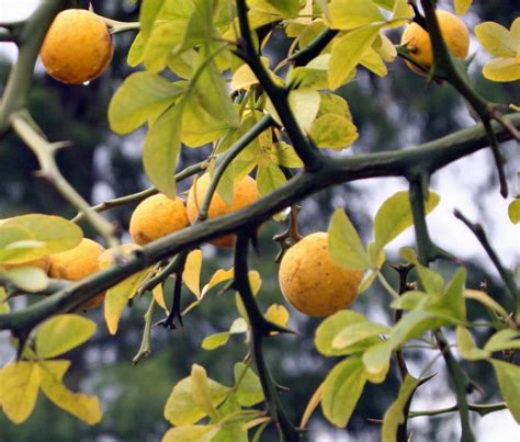 Poncirus trifoliata - Citrus trifoliata - Wild lemon - Palma Verde ...