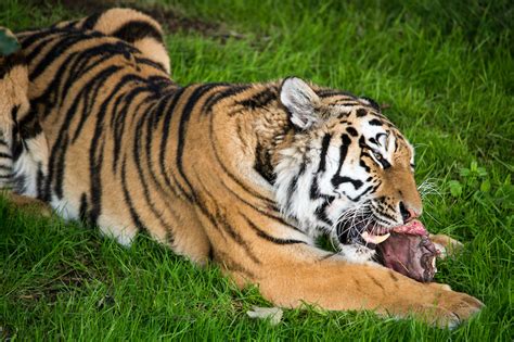 What Do Tigers Eat Discover The Tiger Diet With Photos Wildlifetrip