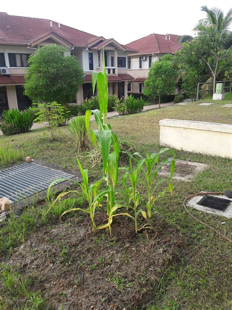 Rangkaian bunga jantan tumbuh di bagian puncak tanaman, yang dimana. kebun sejemput...: Jagung Berbunga Jantan dan Berketiak ...