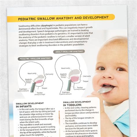 Development Of The Swallow And Oral Motor Skills From Infancy To