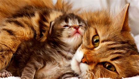Mama And Baby Cute Kittens Photo 41568359 Fanpop