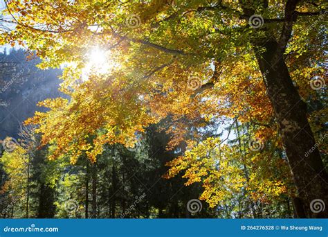 Autumn Sunlight Maple Forest Treetops Bright Maple Trees Stock