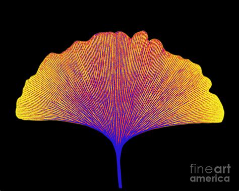Ginkgo leaves are found along the banks of rivers and lakes in hammerfell and are mostly inconspicuous; X-ray Of Ginkgo Leaf Photograph by Bert Myers