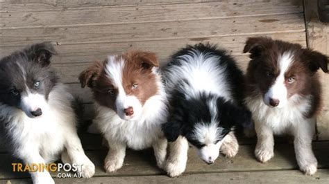 Some border collies have a coarse coat about three inches long, while others have a sleek coat about one inch long. PUREBRED-LONG-HAIRED-BORDER-COLLIE-PUPS
