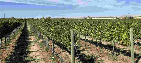 Making Compromises For Optimal Vineyard Farming Dumas Station Wines
