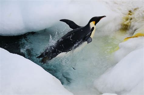 Emperor Penguins Diving And Travelling Australian Antarctic Program
