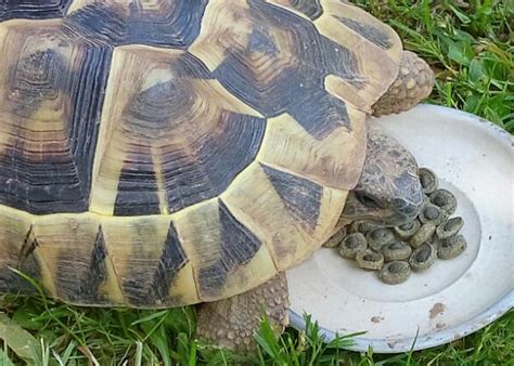 Sul tema salute e tartarughe, vedi anche: Come allevare tartarughe di terra in giardino - Petingros blog