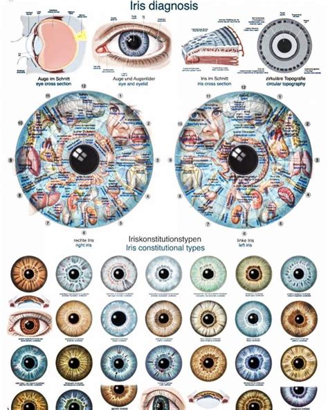 How To Read Iridology Eye Charts Iriscope Iridology Camera