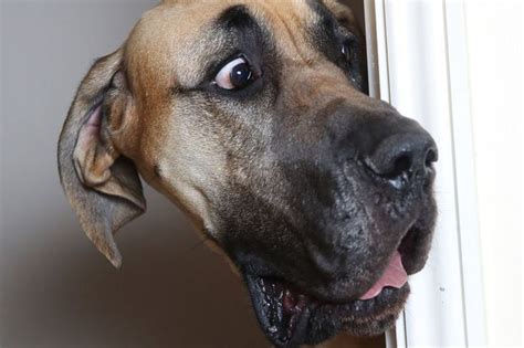 Real Life Scooby Doo Presley The Great Dane Is Scared Of Literally