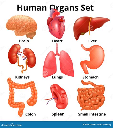 Realistic Human Organs Set Anatomy Stock Illustration Human Body My