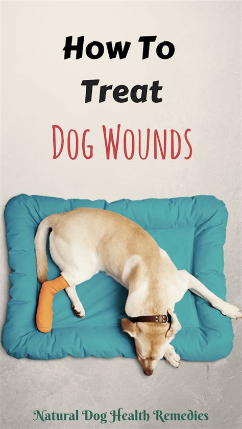 Learn How To Treat Dog Wounds Such As Stopping Bleeding From A Wound