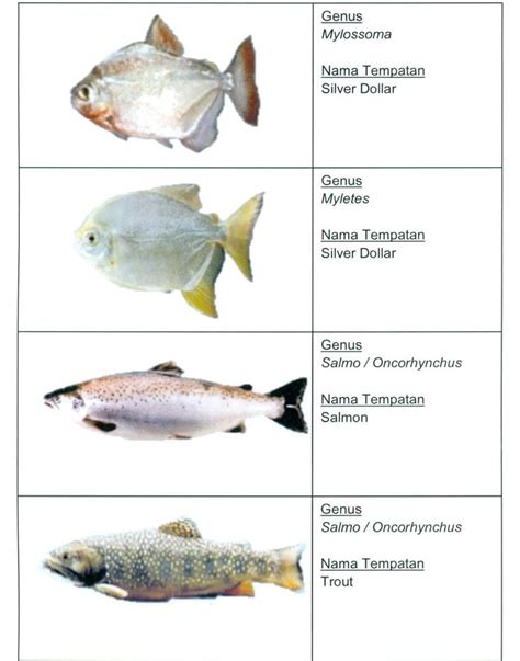 Mengenal Jenis Jenis Ikan Secara Umum Jaringan Imagesee