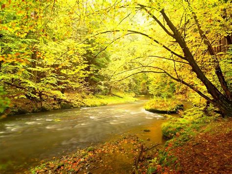 Stony River Covered By Orange Beech Leaves Fresh Colorful Leaves On
