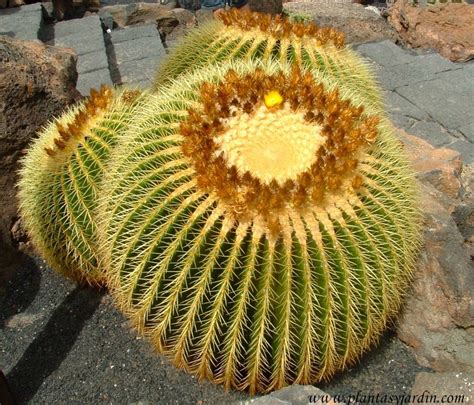 Las plantas del desierto son únicas, pues están preparadas para sobrevivir con muy poca agua y a alta temperaturas. Echinocactus grusonii-Asiento de la suegra. | Cactus ...