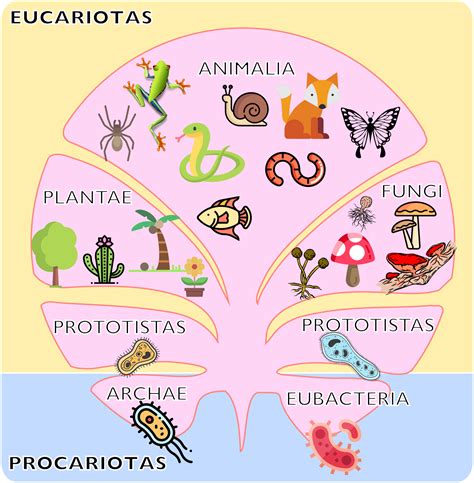 36 Mapa Conceptual Taxonomia De Los Seres Vivos Png Plural