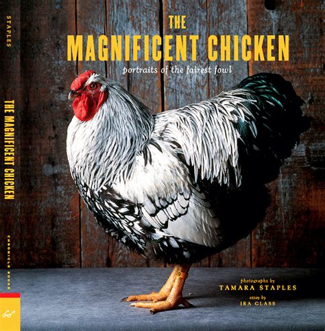 The Magnificent Chicken Portraits Of The Eastern Land