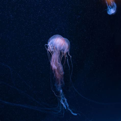 Download Wallpaper 2780x2780 Jellyfish Underwater World Tentacles