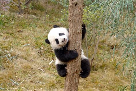 1071 Baby Panda Tree Stock Photos Free And Royalty Free Stock Photos