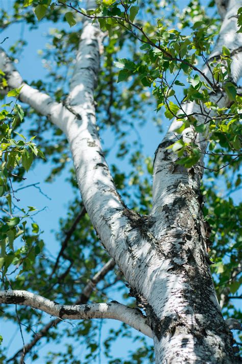 500 Birch Tree Pictures Hd Download Free Images On Unsplash