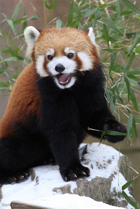 Columbus Zoo Red Panda 2 Mark Dumont Flickr