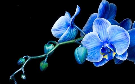 Orchid Wallpapers Wallpaper Cave