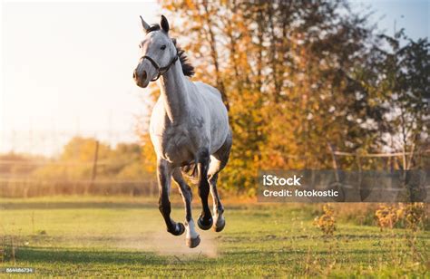 Beautiful Arabian Horse Run Gallop In Flower Meadow Stock Photo
