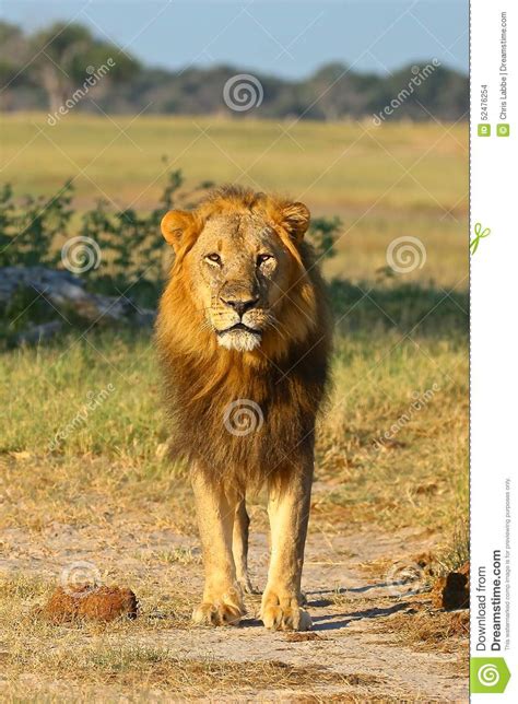 African Lion Zimbabwe Hwange National Park Stock Photo Image Of