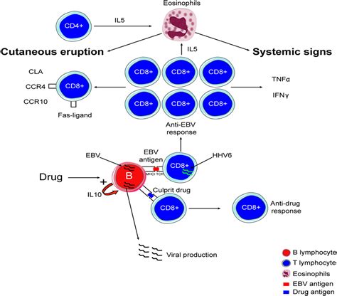 Frontiers New Insights Into Drug Reaction With Eosinophilia And