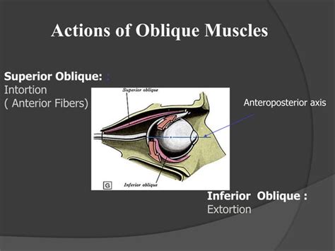 Extraocular Muscles Ppt