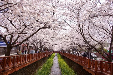 Koreas Cherry Blossoms 2019 Forecast When And Where To Catch Them