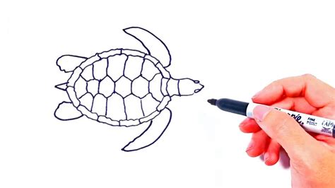 How To Draw A Sea Turtle Sea Turtle Drawing