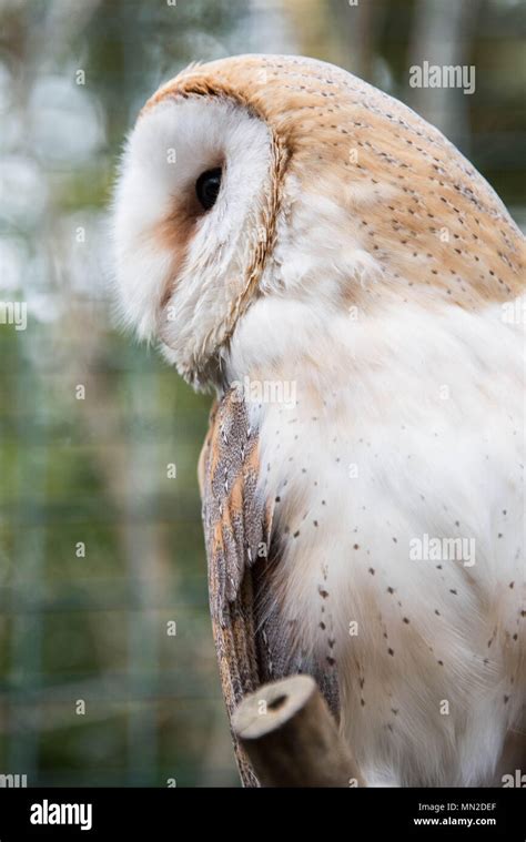 A Common Barn Owl Sitting On A Branch Stock Photo Alamy