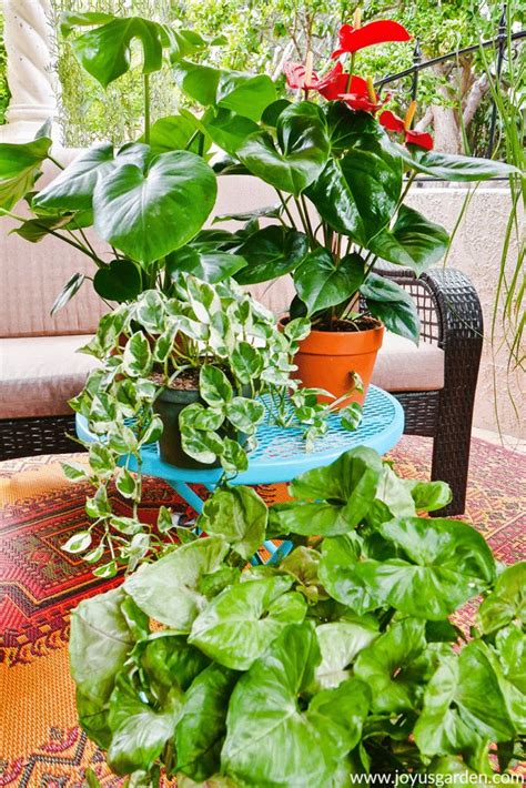 Old leaves turn yellow as they die, which is normal. Peace Lily Care (Spathiphyllum) & Growing Tips | Joy Us ...