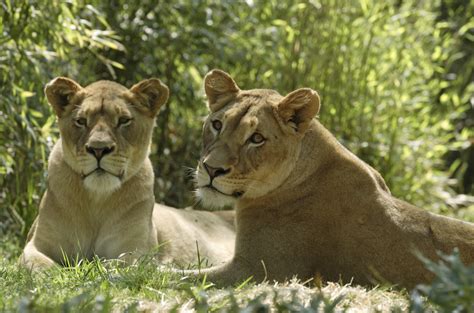 Smithsonian Insider Patience And Research May Bring Lion Cubs To The