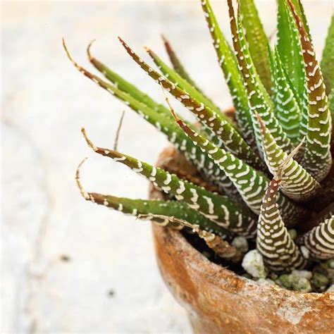 It is a common houseplant spread over madagascar. Top 10 Succulent Plants for the Home | Home, The o'jays and Of