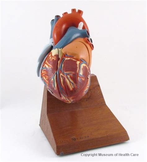 Anatomical Heart Model And Museum Of Health Care At Kingston