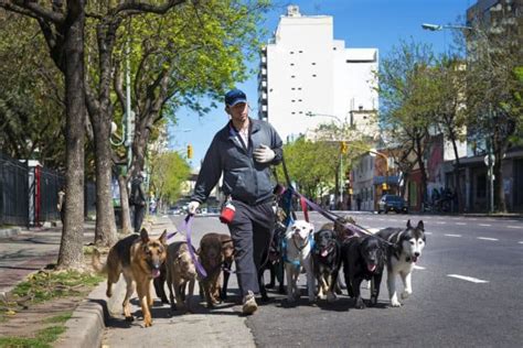 Each policy provider has slightly different coverage options, so it's a matter of. Do Pet Sitters Really Need Insurance? The Business of Pet ...