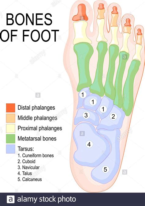 Bones Of Foot Human Anatomy The Diagram Shows The Placement And Names