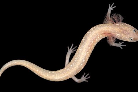 Central Texas Salamanders Including Newly Identified Species At Risk