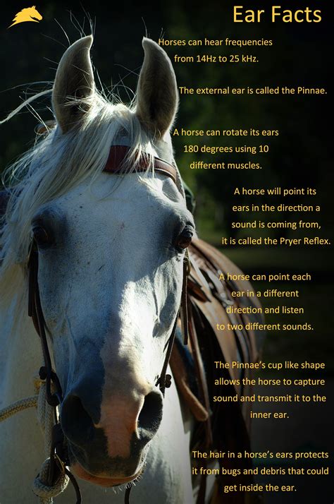 Horse Infographic Facts Sheet All About Ears Re Pin If You Learned