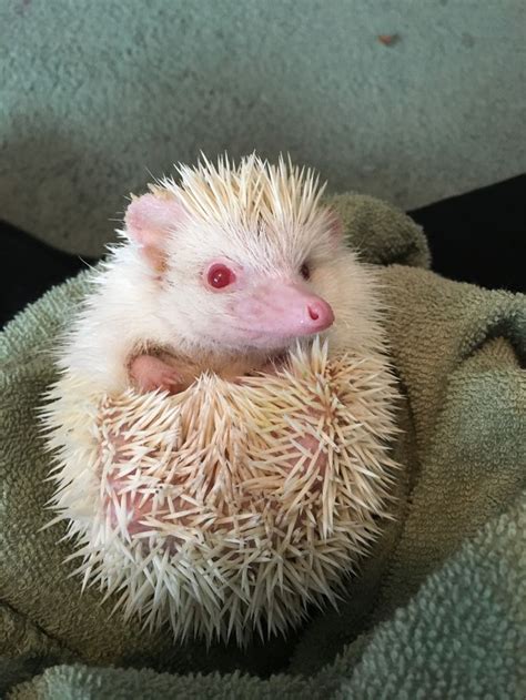 This Is My Pet Hedgehog His Name Is Sega He Is An Albino African