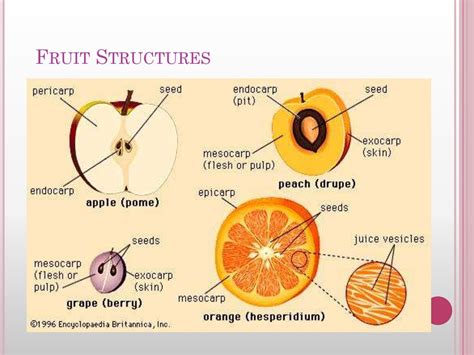 Fruit Classifications Online Presentation