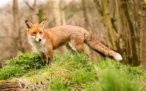 Red Fox | John Mallaney
