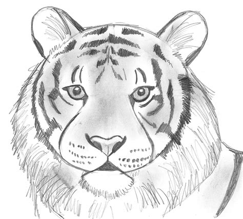 Take a pencil and draw away. Draw 25 Wild Animals (Even If You Don't Know How to Draw ...