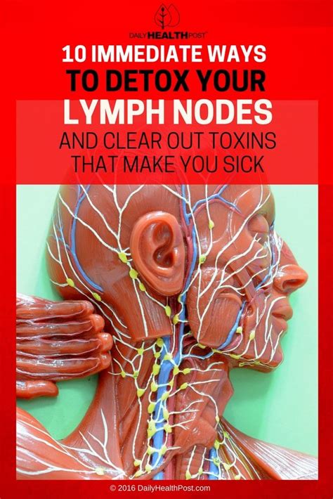 87 Best Lymphatic System Images On Pinterest Lymphatic System Health
